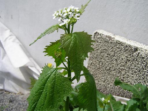 6 P5210269 